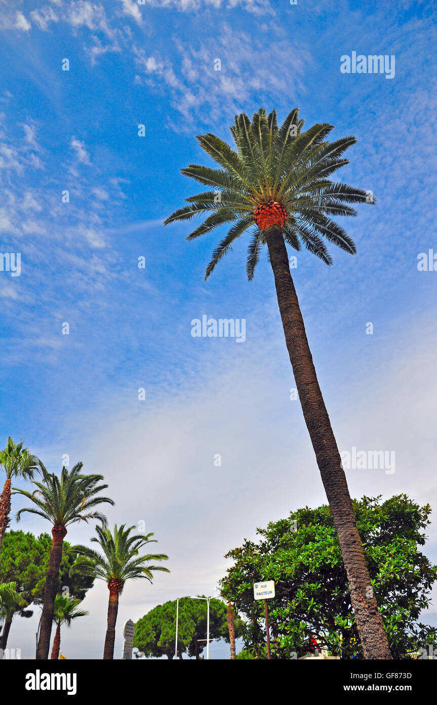 Palmen, Cannes, Frankreich Stockfoto