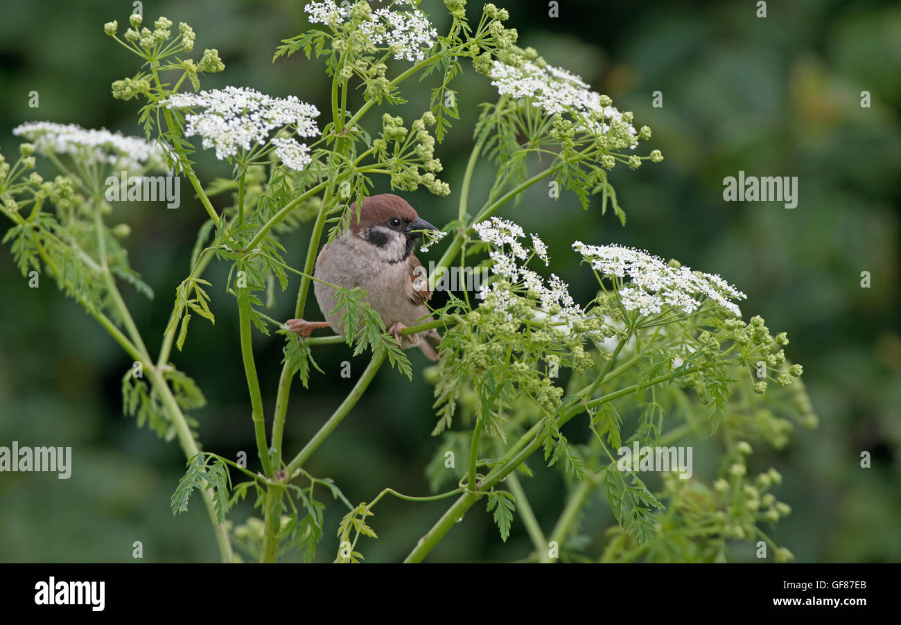 Eurasische Tree Sparrow-Passer Montanus ernährt sich von Kuh Petersilie-Anthriscus Sylvestris. Stockfoto