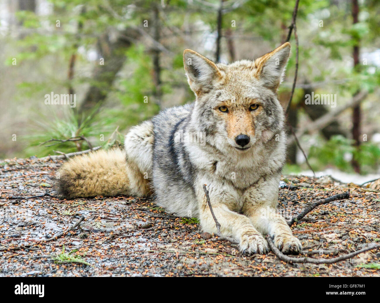 Kojote im Yosemite National Park Stockfoto