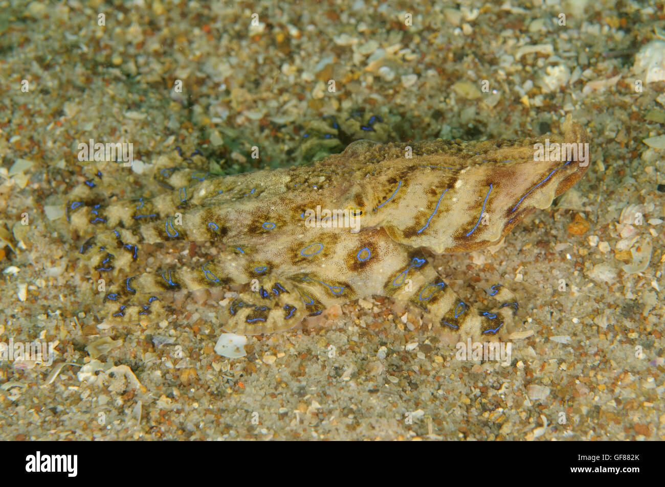 Blau-gesäumt Tintenfisch Hapalochlaena Fasciata auf Pipeline, Nelson Bay, New South Wales, Australien. Tiefe: 10,3 m. Stockfoto