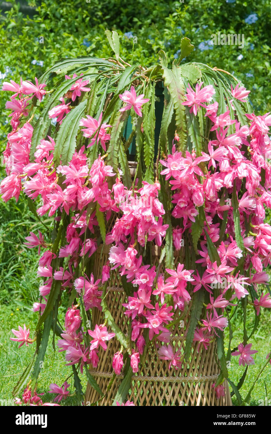 Orchidee kaktus pflanze -Fotos und -Bildmaterial in hoher Auflsung  Alamy