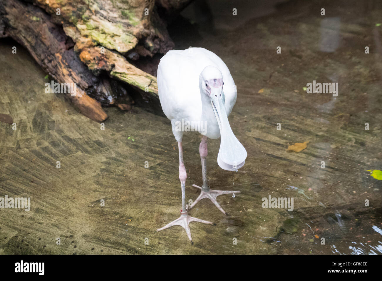 Ein afrikanischer Löffler (Platalea Alba), in Gefangenschaft, in den Zoo von Calgary in Calgary, Alberta, Kanada. Stockfoto