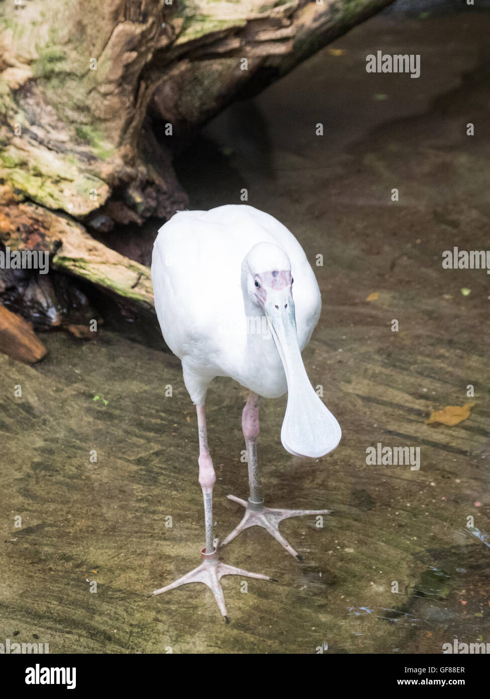 Ein afrikanischer Löffler (Platalea Alba), in Gefangenschaft, in den Zoo von Calgary in Calgary, Alberta, Kanada. Stockfoto