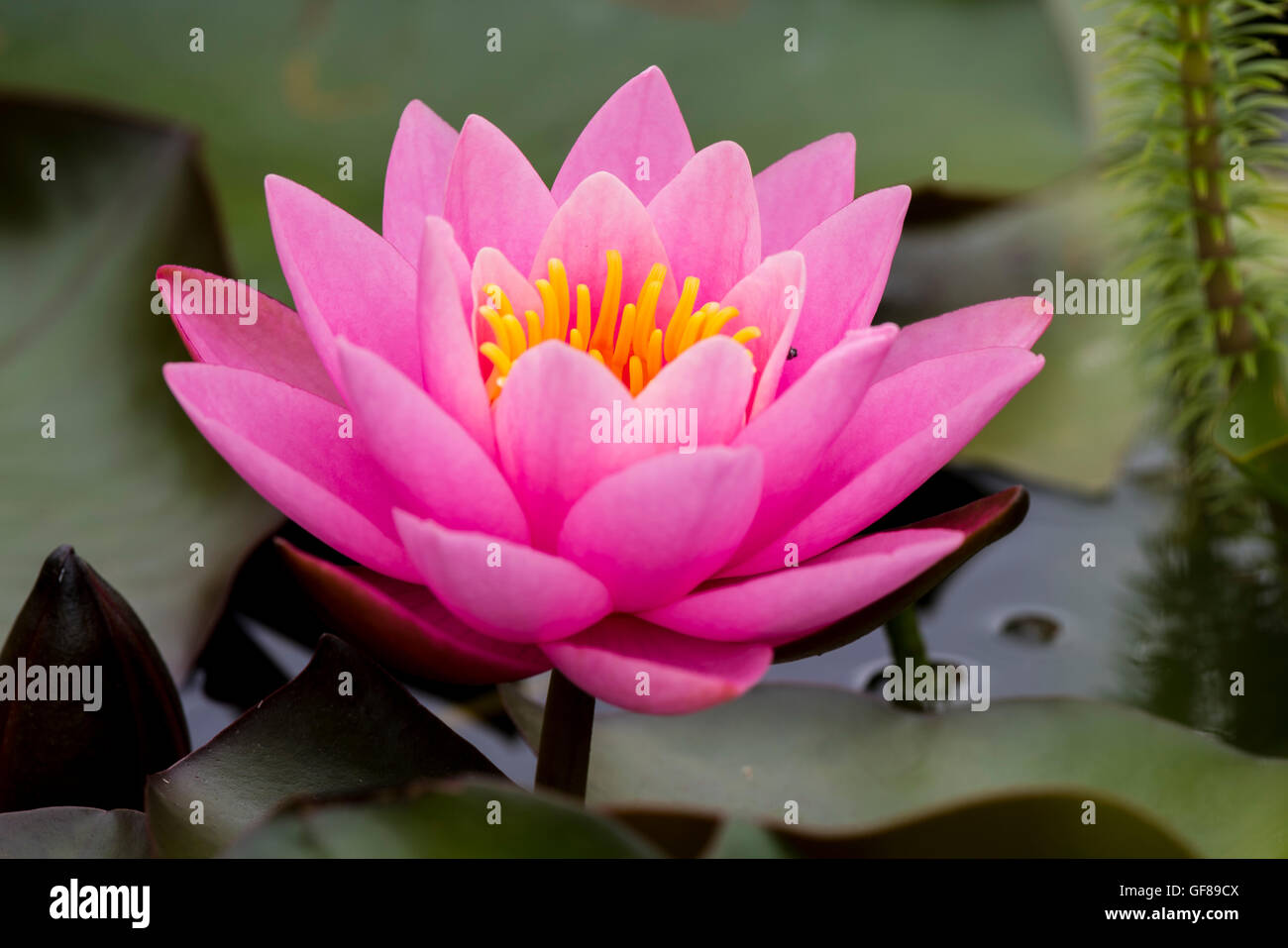 Nymphaea, Seerose, Wasserrose, Seerosen-Nymphaea Norma Stockfotografie