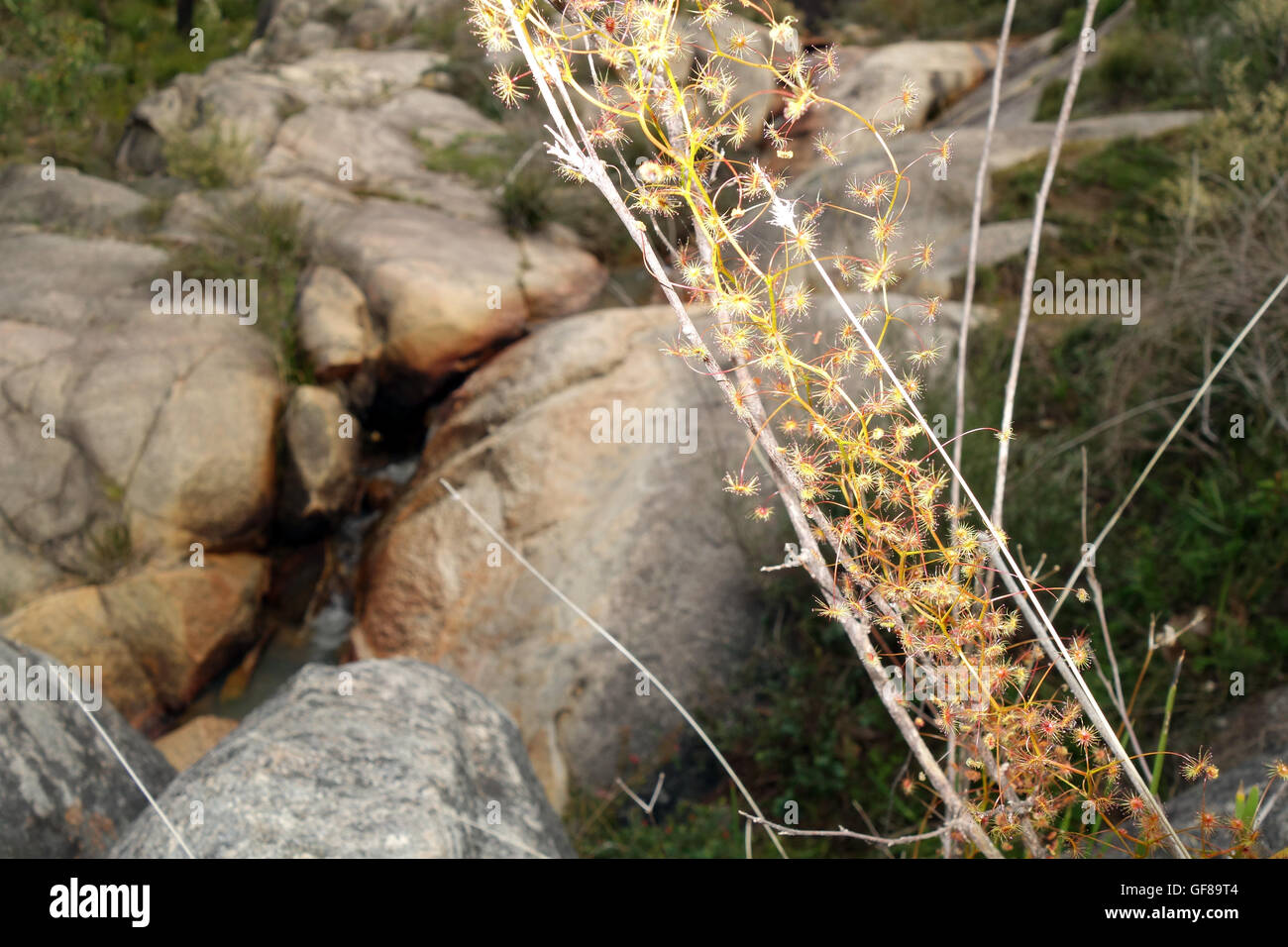 Sonnentau (Drosera SP.) neben steinigen Bach, Western Australia, Perth Hills, Darling Scarp, Kalamunda Klettern Stockfoto