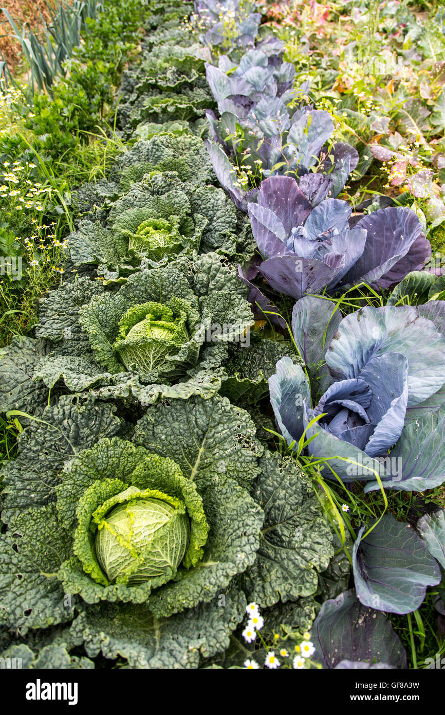 Gemüsegarten, Zuteilung, Gemüse, Kohl, Rotkohl, Stockfoto