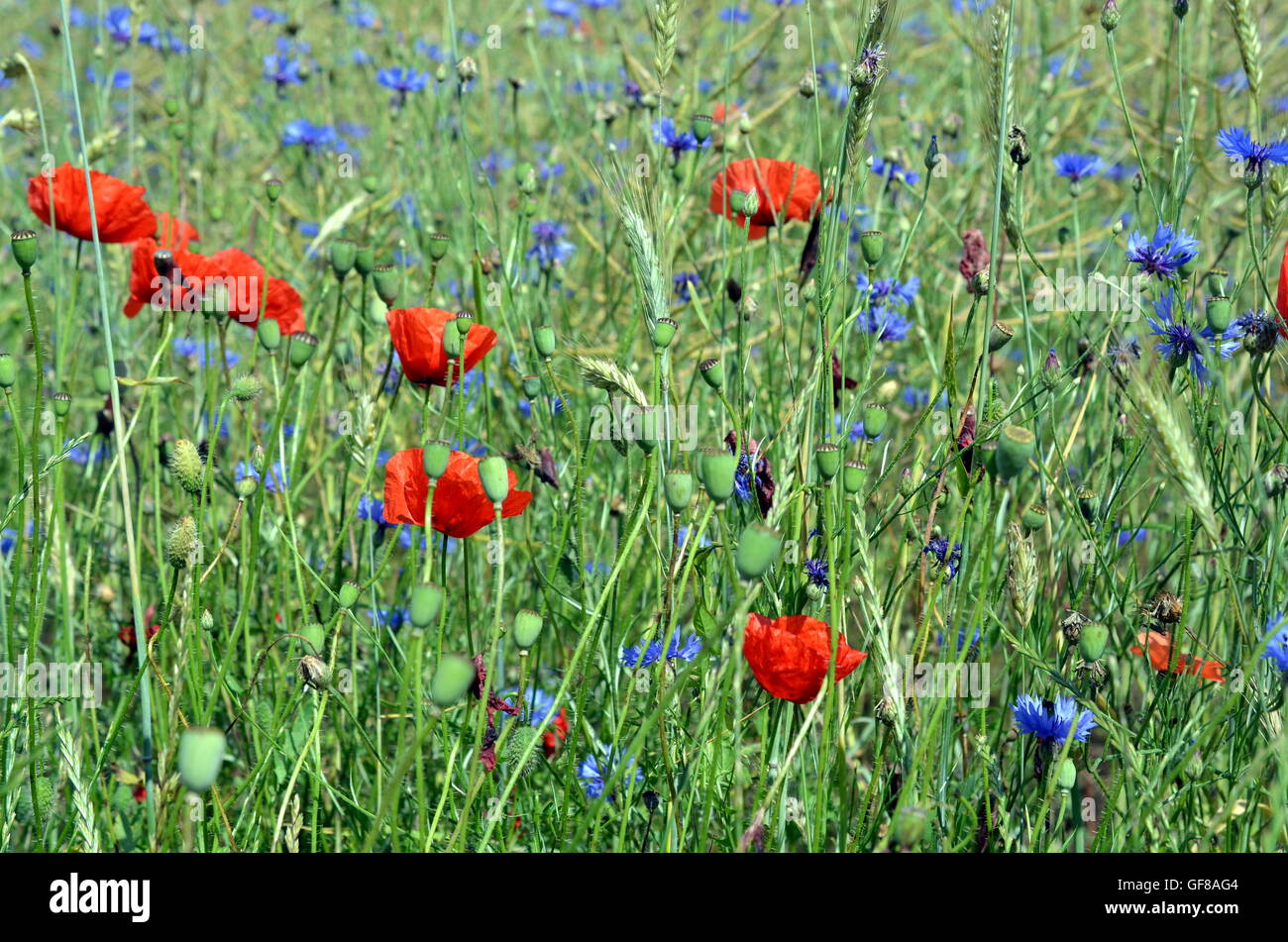 Bunte Wiese mit Poppys und Mais und Wildblumen im Sommer Stockfoto