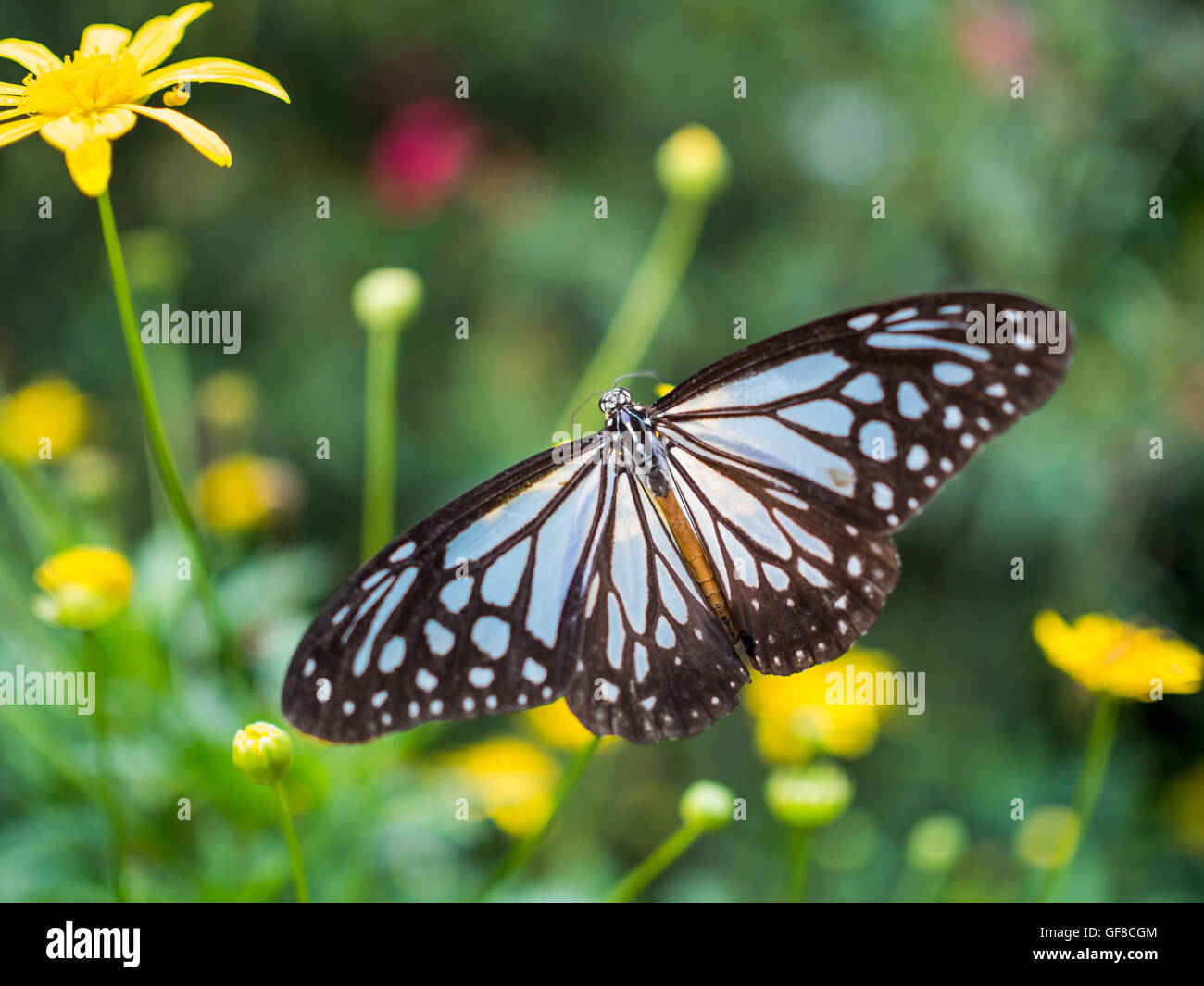 Schmetterling auf Blume im Garten Stockfoto