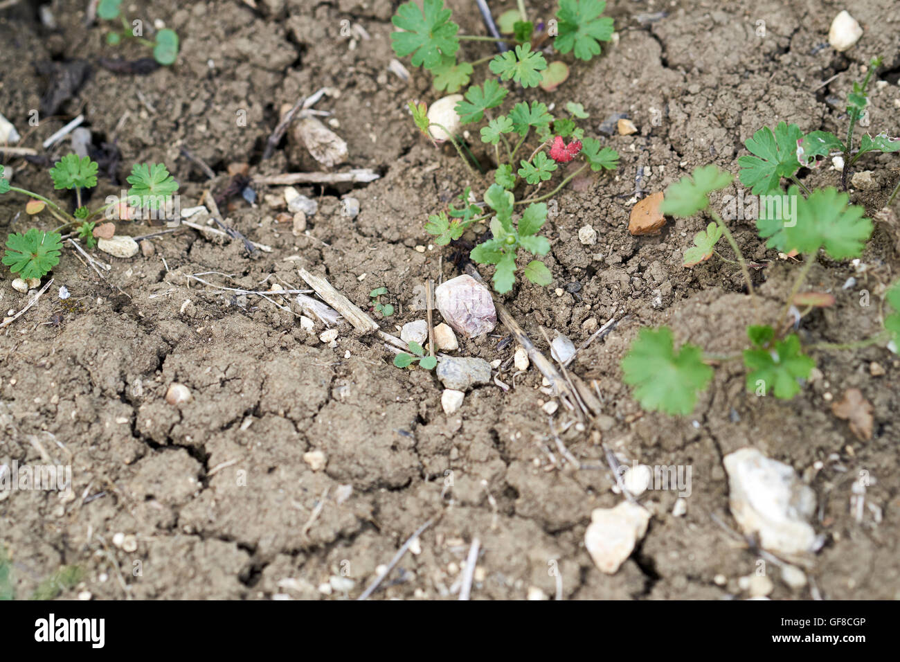 Trocknen Sie ausgetrocknete reichen landwirtschaftlichen Lehmboden mit Steinen und Unkraut, England, UK. Stockfoto