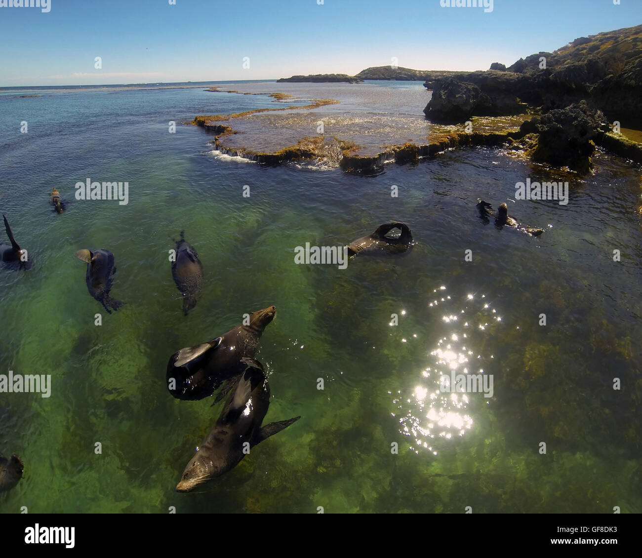 New Zealand Robben sonnen sich an der Oberfläche auf warmen Sommer Tag, Westpunkt, Rottnest Island, Western Australia Stockfoto