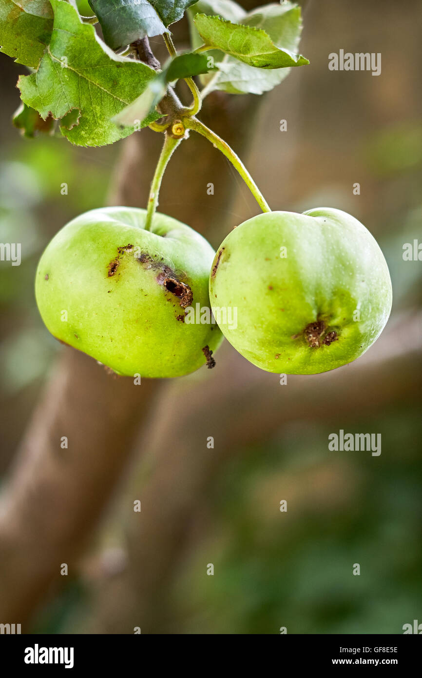 Grüner Apfel mit Wurmloch vom Baum hängen. Textfreiraum Stockfoto