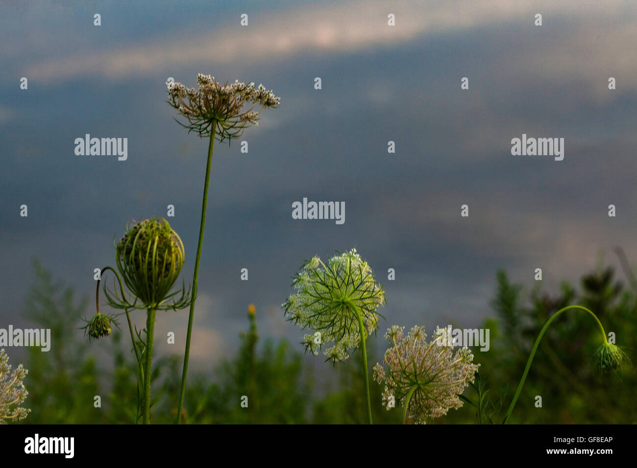 Sortierte Unkraut Blumen Stockfoto