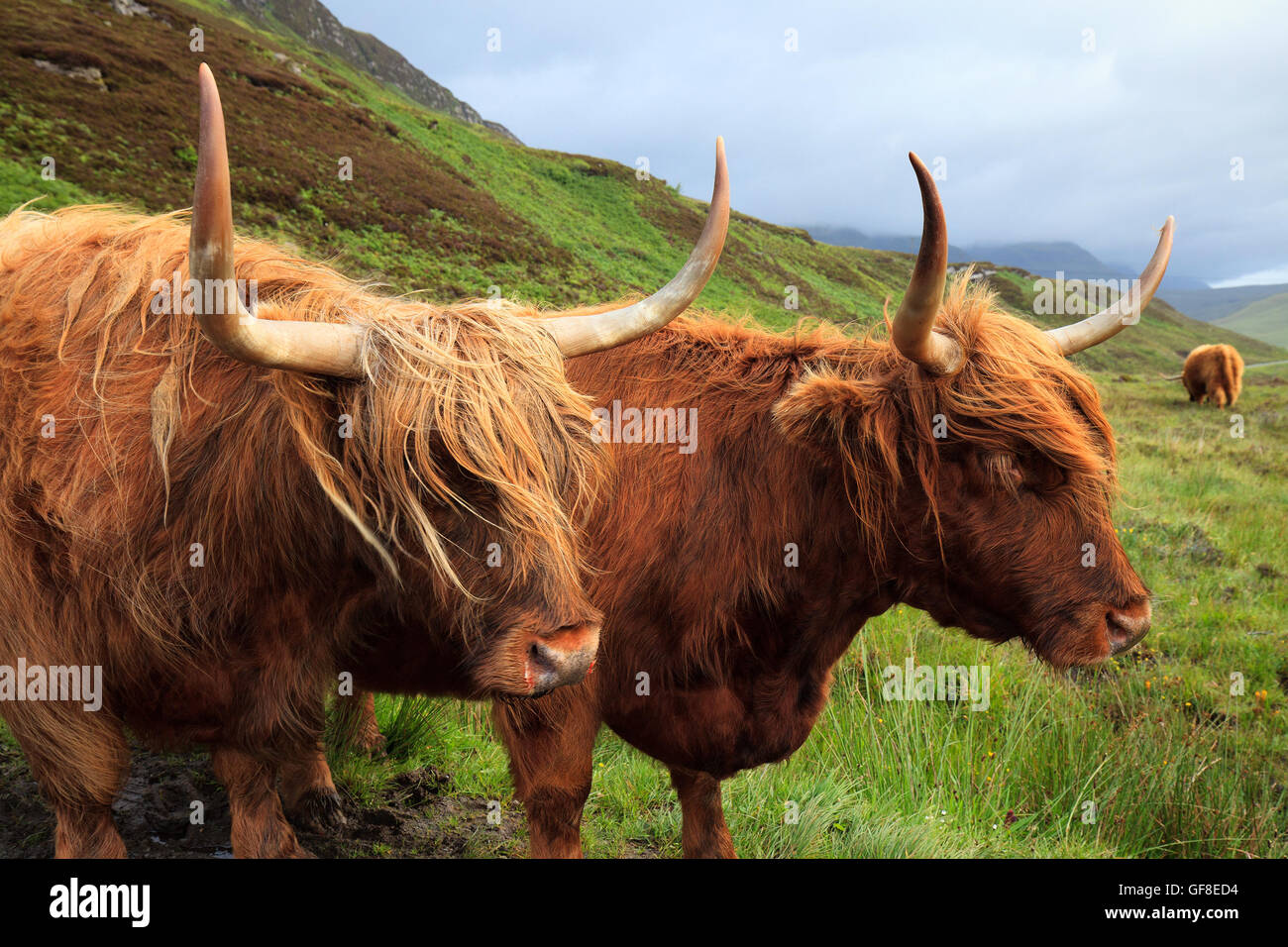 Kühe in der Insel von Skye, Schottland Stockfoto