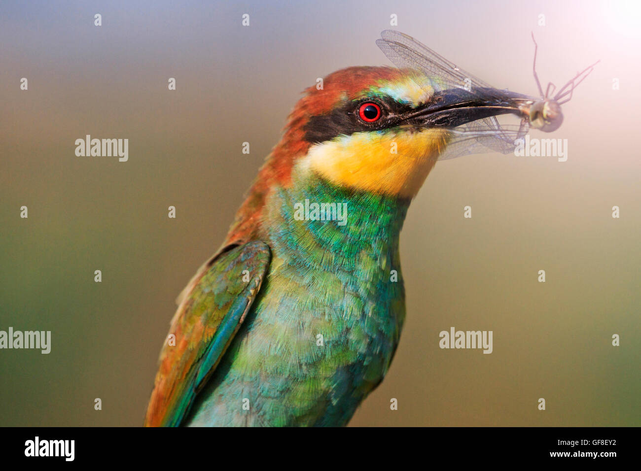 Regenbogen Raubvogel mit sonnigen hotspot Stockfoto