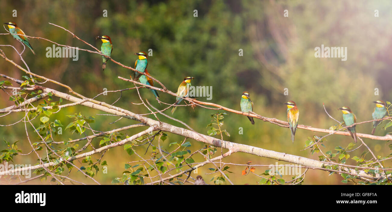 Panorama von Birds Of Paradise mit sonnigen hotspot Stockfoto