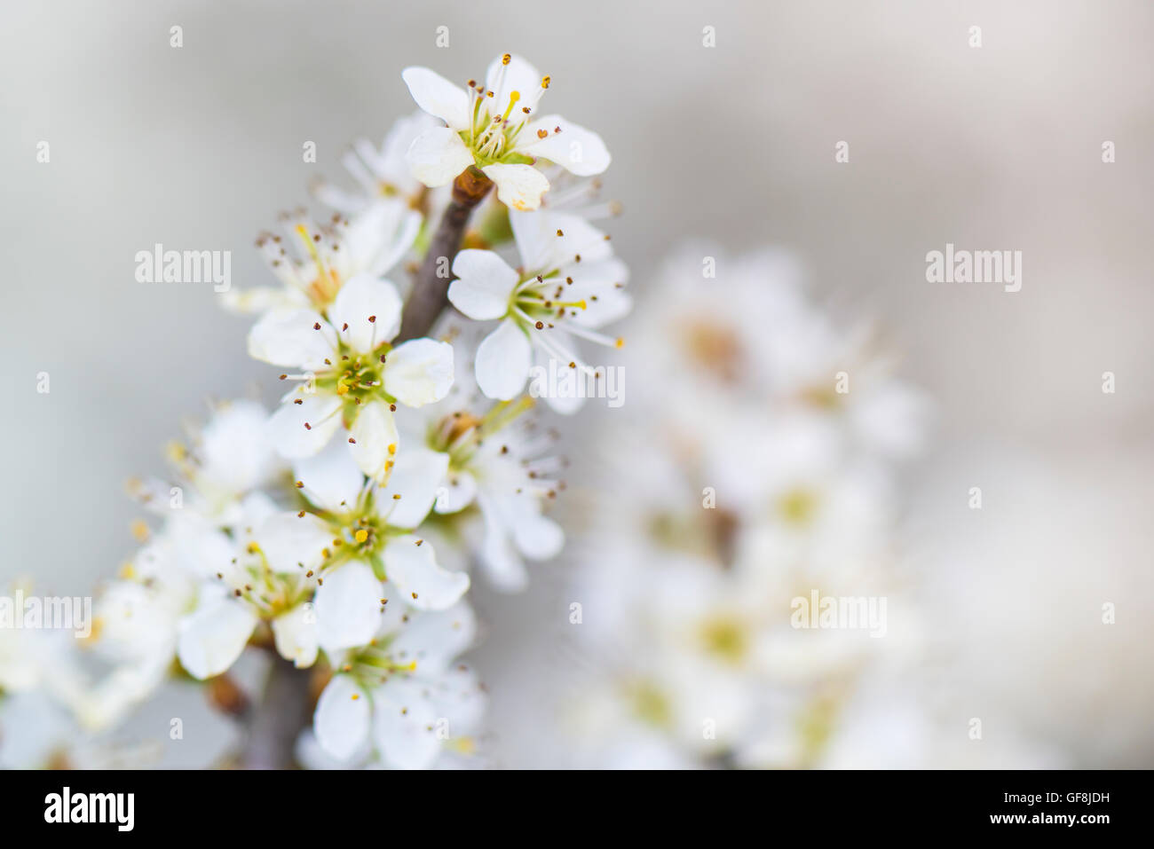 Kirschbaum Blüte Stockfoto