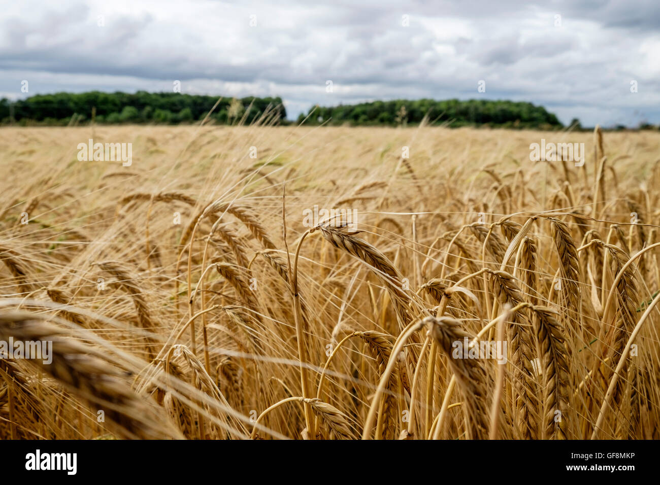 Ernte des Reifens goldene Gerste in einem Bauernhof-Feld in der englischen Landschaft mit zentralen Stiel im Fokus Stockfoto