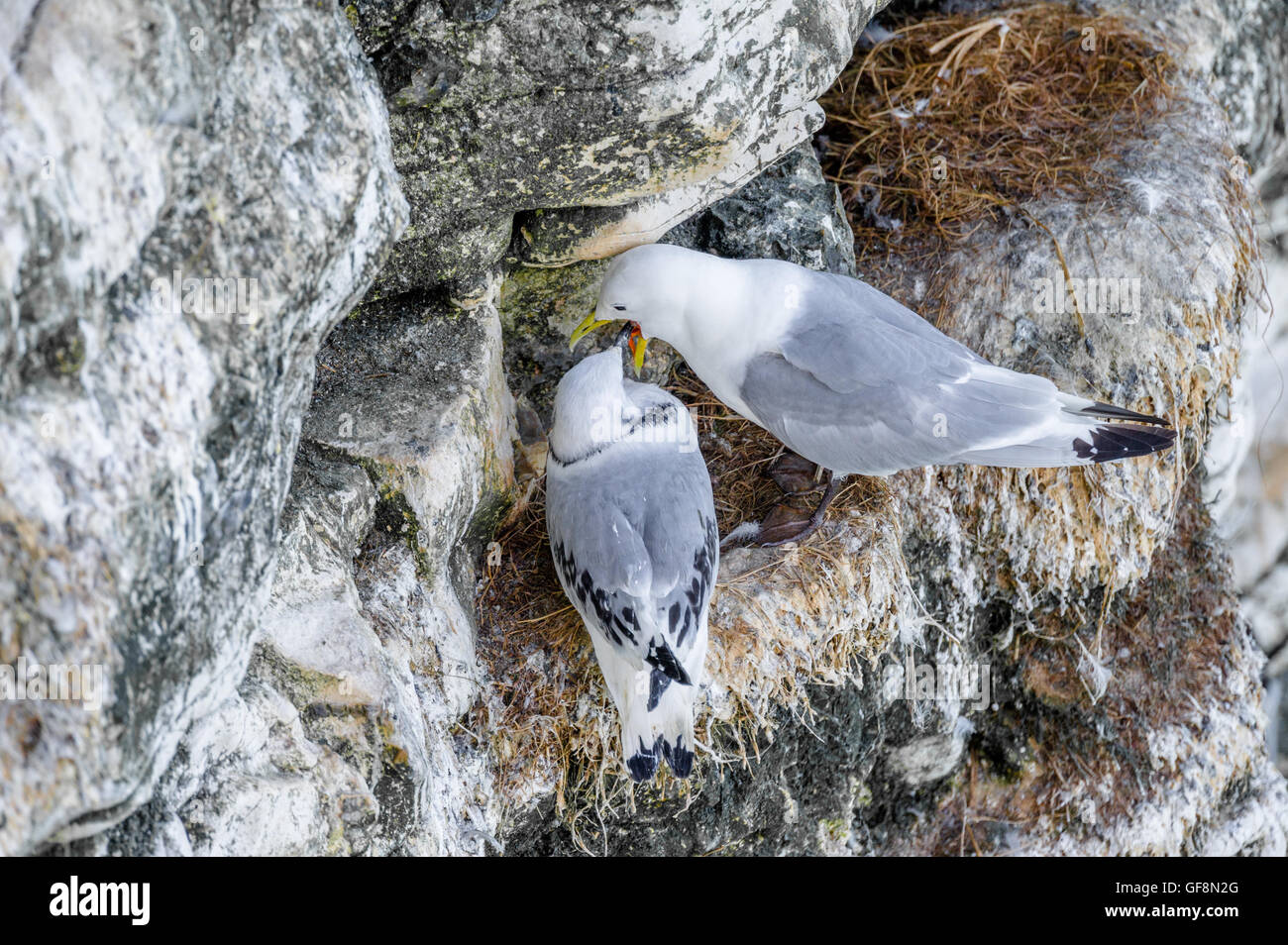 Kittiwake Fütterung ihrer jungen Küken auf die schmale Felskante an Bempton, Yorkshire, England. Stockfoto