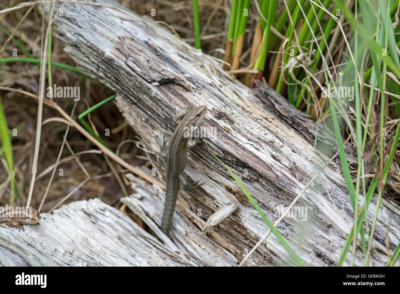 Gemeinsame oder lebendgebärend Eidechse (Zootoca Vivipara). Dieses Individuum trägt Zecken in der Nähe der Basis der vorderen Gliedmaßen. Stockfoto