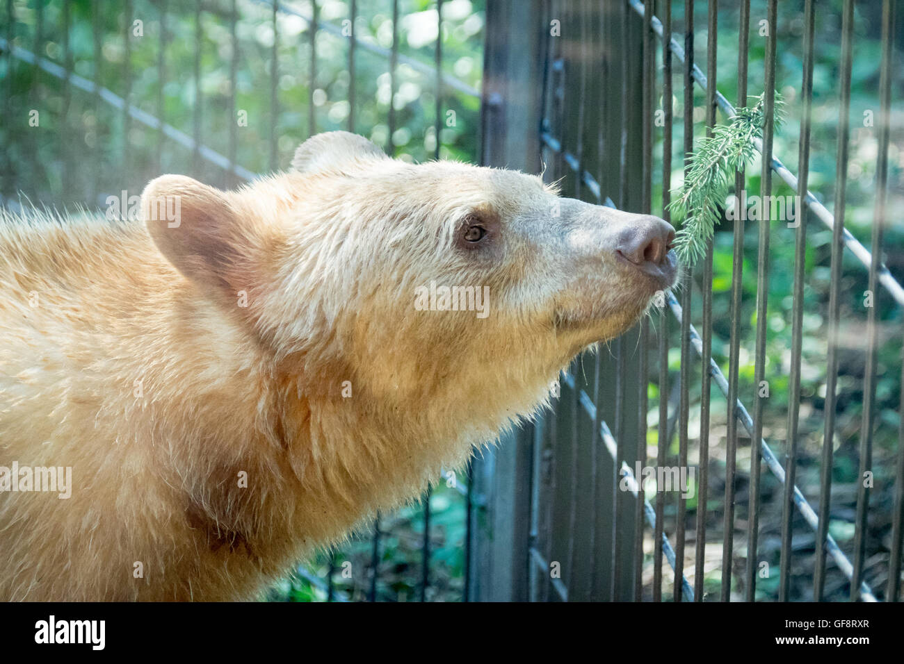 Manuka, ein geretteten weibliche "weiße" amerikanischer schwarzer Bär im Zoo von Calgary in Calgary, Alberta, Kanada. Stockfoto