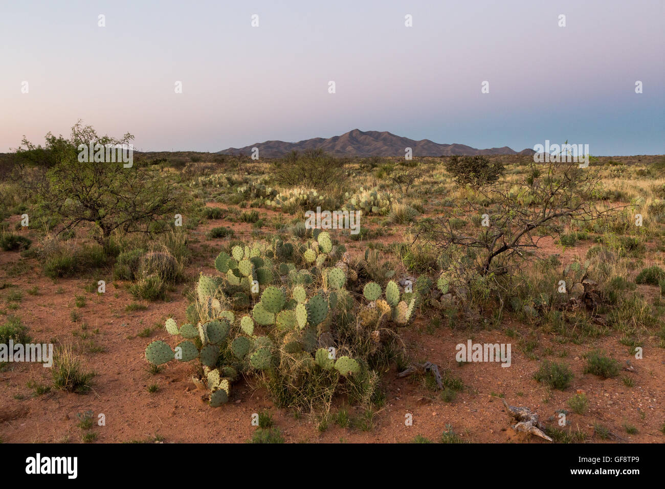 Erdschatten über ferne Wüstenberge und Sonora-Wüste Vegetation. Las Cienegas National Conservation Area, Arizona Stockfoto