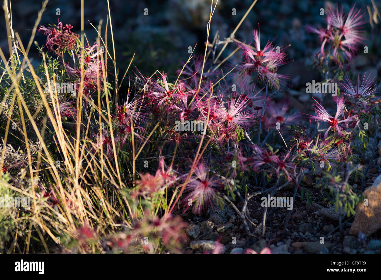 Rosa Fee Duster Wildblumen wachsen auf dem Boden der Sonora-Wüste. Las Cienegas National Conservation Area, Arizona Stockfoto