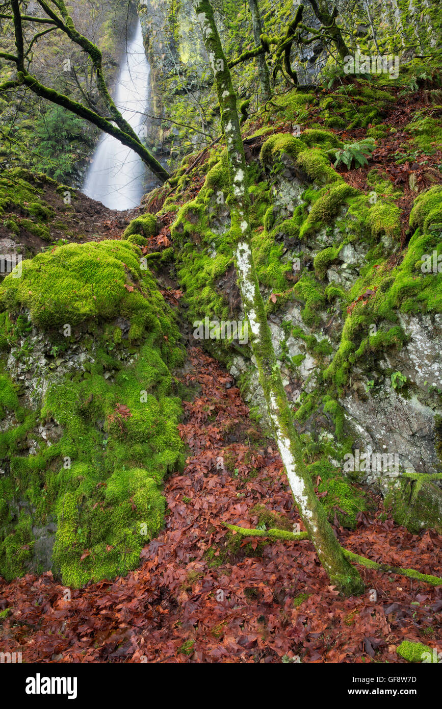 Cabin Creek Falls mit Moos bedeckt, Felsen und Bäume. Columbia River Gorge National Scenic Bereich, Oregon Stockfoto