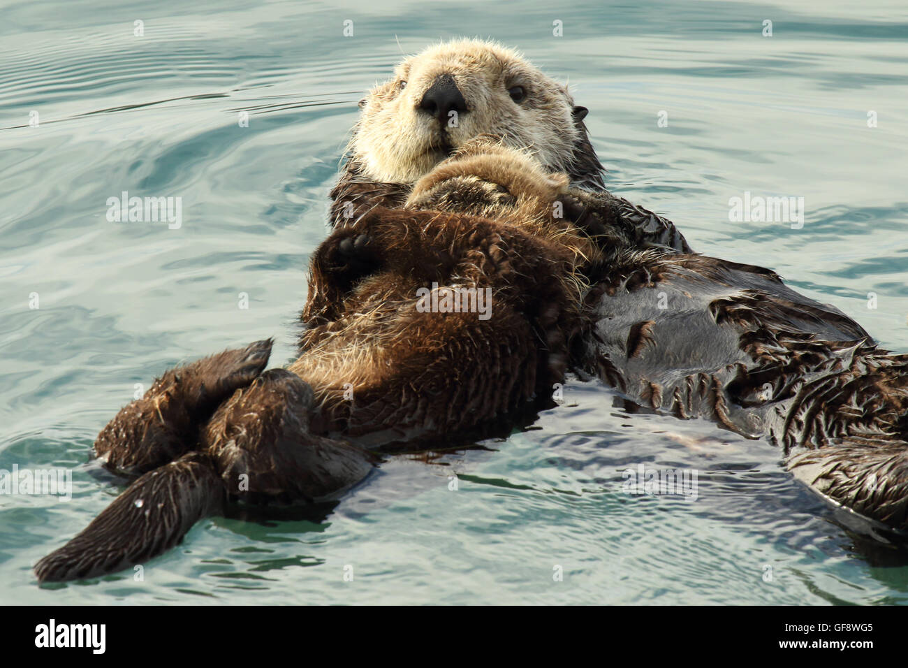 Sea Otter Mutter hält ihr Baby beim schweben im Ozean. Stockfoto