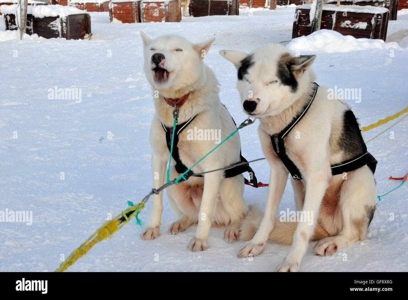 Norwegen, Tromsö, Schlittenhunde Stockfoto