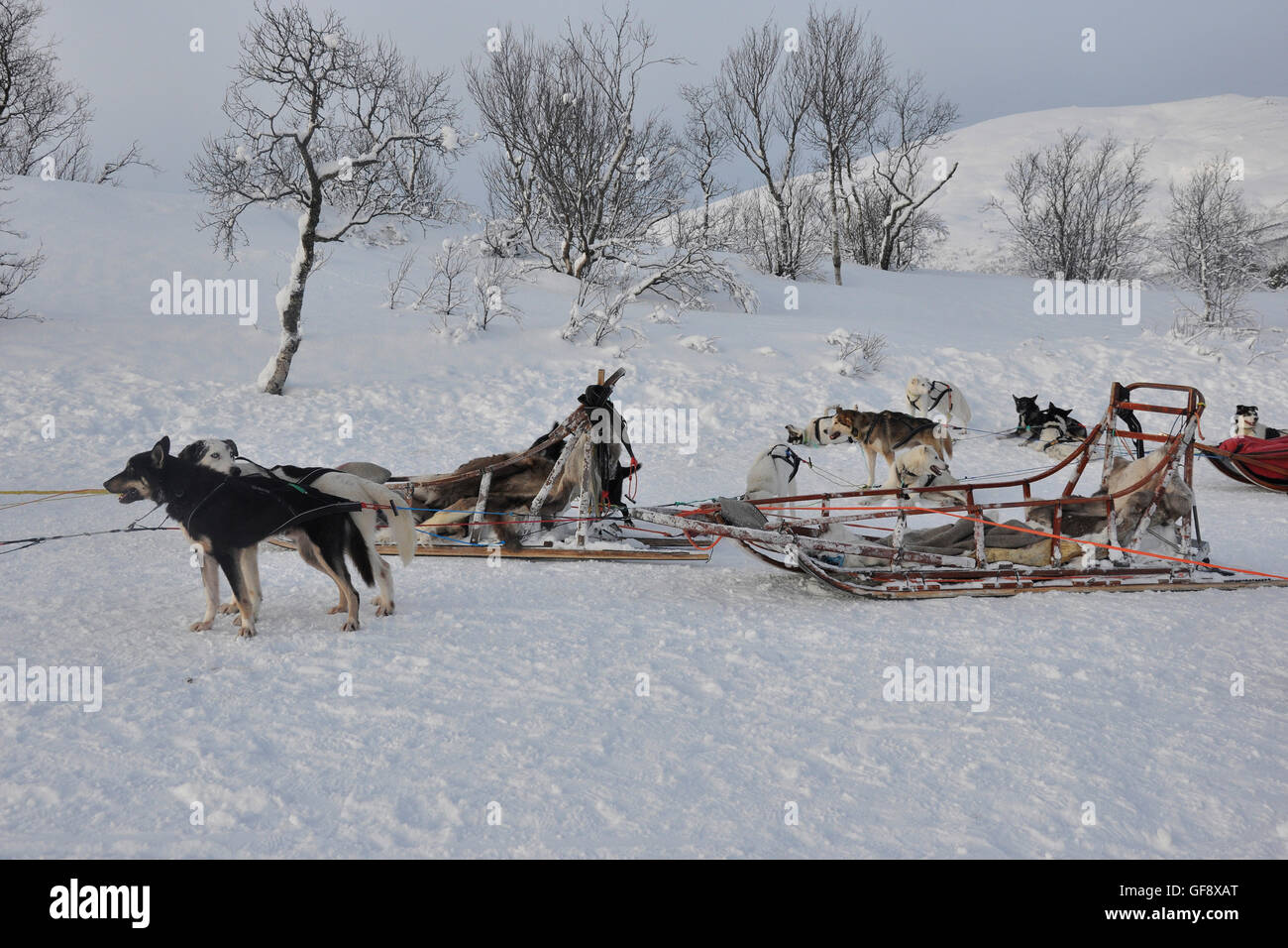 Norwegen, Tromsö, Schlittenhunde Stockfoto