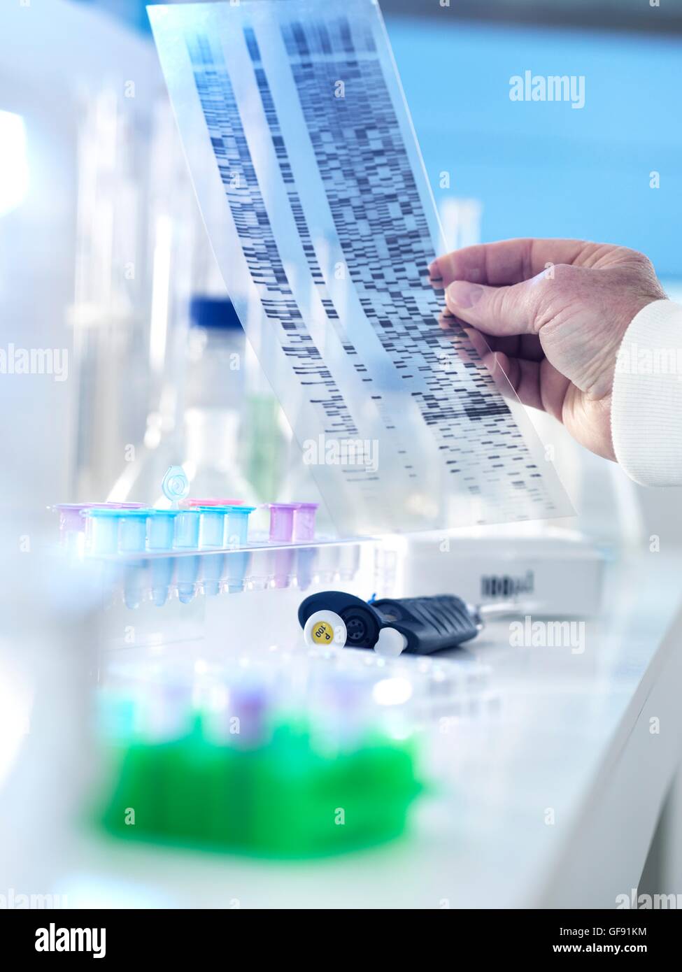 EIGENTUM FREIGEGEBEN. -MODELL VERÖFFENTLICHT. Forscher halten eine DNA (Desoxyribonukleinsäure) Autoradiogram während ein genetisches Experiment in einem Labor. Stockfoto