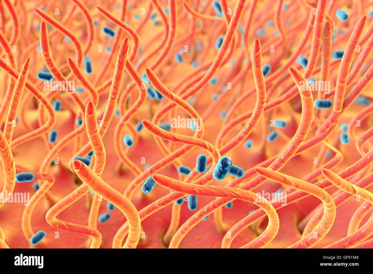 Bordetella Pertussis-Bakterium in Atemwegen. Computer-Abbildung der menschlichen trachealen Epithel mit stäbchenförmigen Bakterien Bordetella Pertussis (blau). B. Pertussis ist der Agent von Keuchhusten, die eine Infektion der Atemwege durch fi Stockfoto