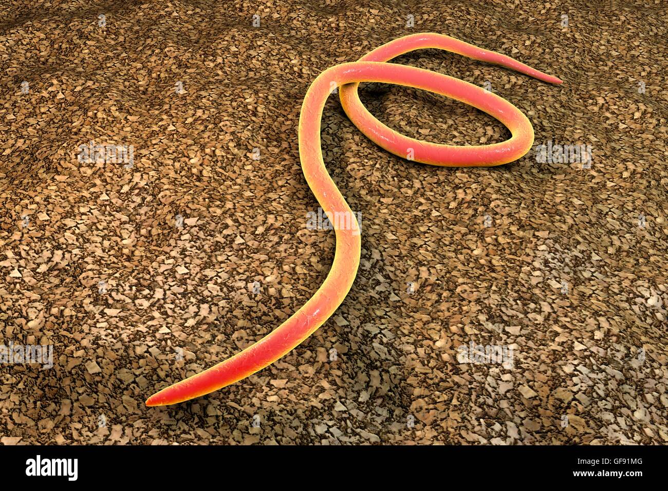 Fadenwurm, Computer Bild. Fadenwürmer sind Fadenwürmer, die den Dickdarm und Blinddarm vieler Tiere parasitieren. Beim Menschen verursachen sie die gemeinsame Infektion Enterobiasis. Nematoden sind unsegmented Würmer, die parasitäre oder freilebende Stockfoto