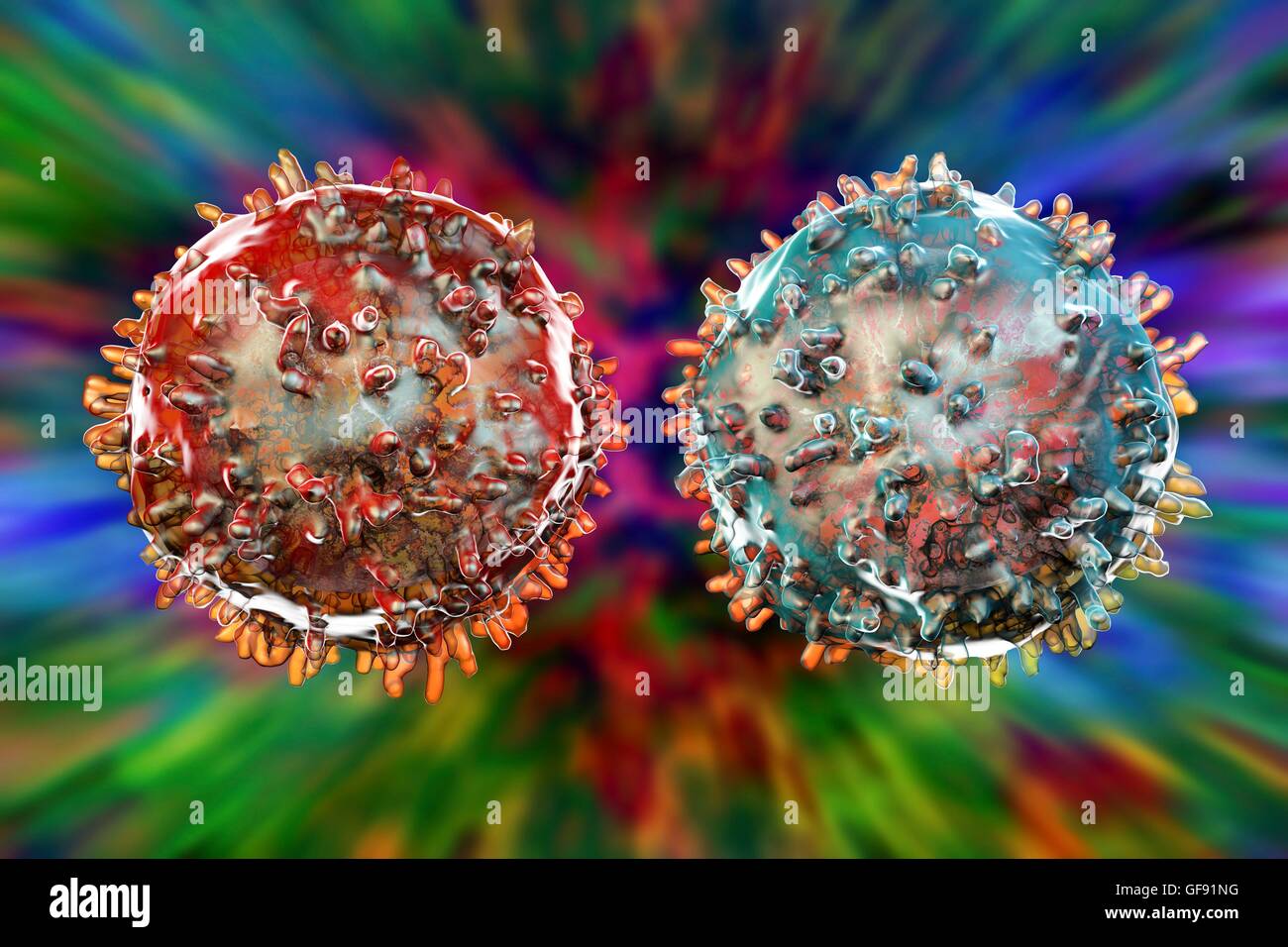 T-Lymphozyten (rot) und zahlreiche (blau), Computer-Grafik. Diese weißen Blutkörperchen sind Teil des Immunsystems. B-Zellen Reifen im Knochenmark und sind verantwortlich für die humorale Immunität; Sie funktionieren durch die Anerkennung einer bestimmten Website (Antigen) auf der Vertikalfilter Stockfoto