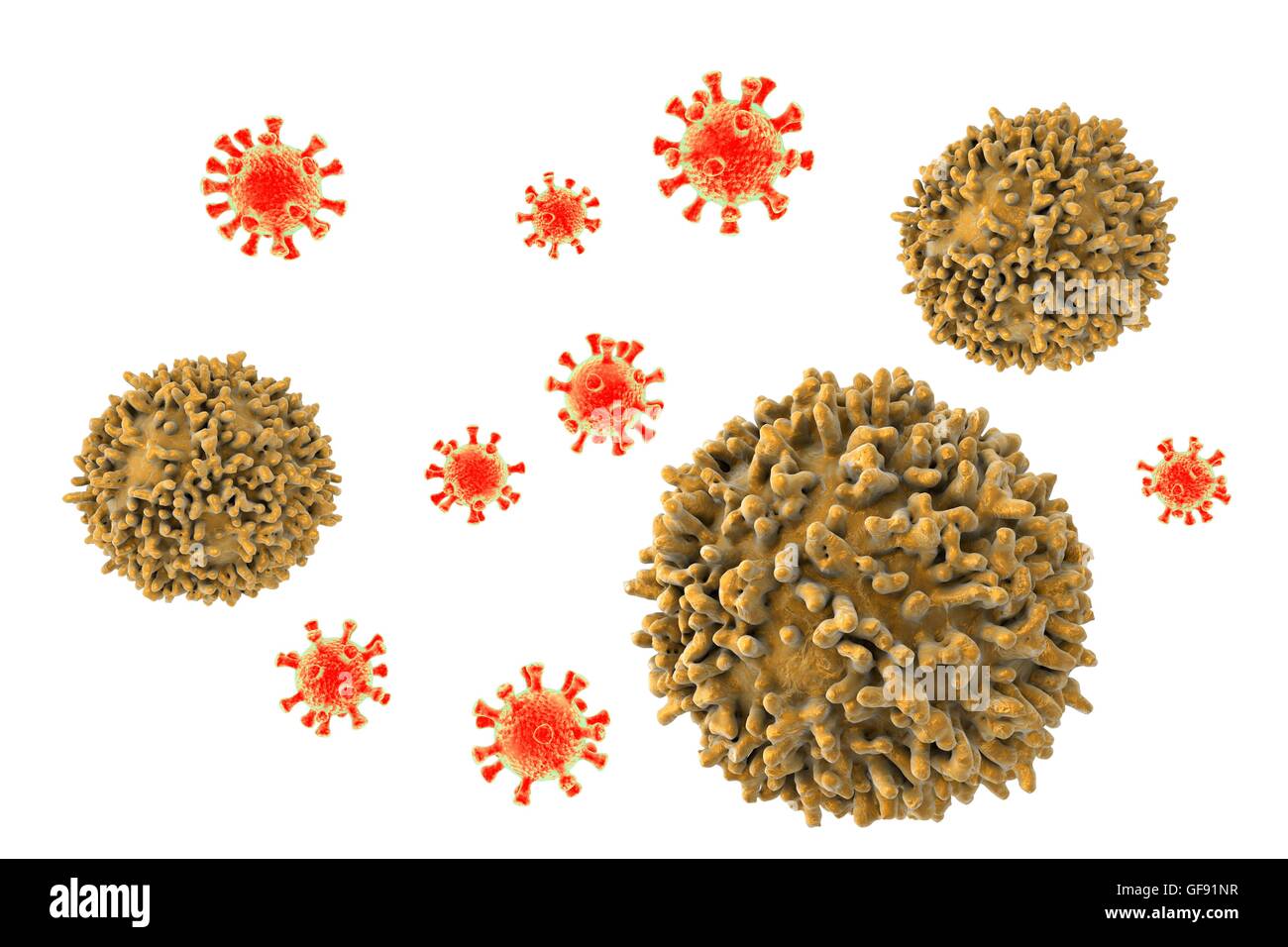 Lymphozyten, die angreifenden Viren, konzeptionelle Computer Illustration. T - und B-Lymphozyten sind Bestandteil des Immunsystems. B-Zellen Reifen im Knochenmark und sind verantwortlich für die humorale Immunität; Sie funktionieren durch die Anerkennung einer bestimmten Website (Antigen) auf der Vertikalfilter Stockfoto
