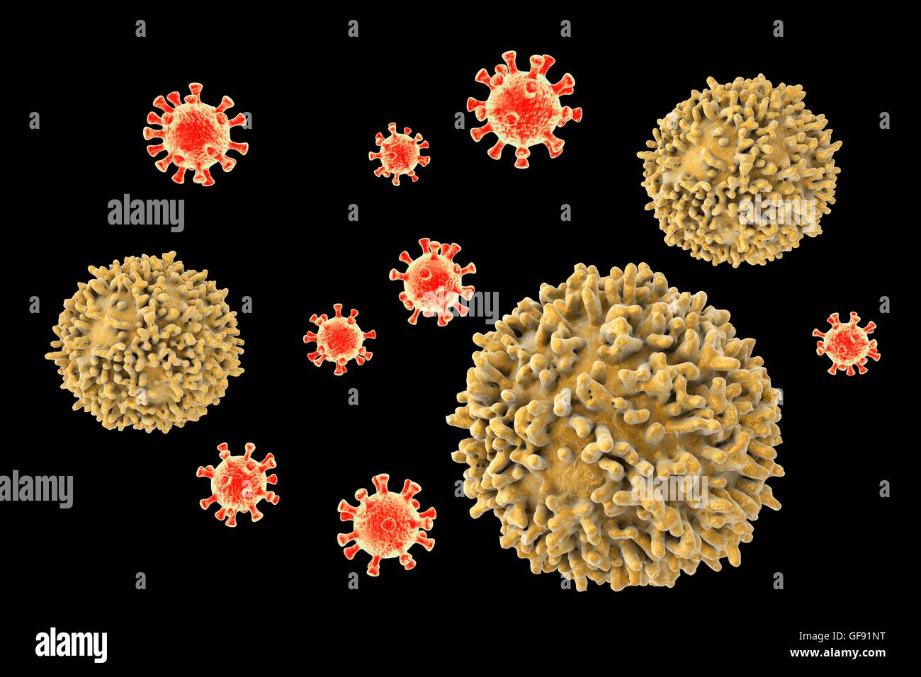 Lymphozyten, die angreifenden Viren, konzeptionelle Computer Illustration. T - und B-Lymphozyten sind Bestandteil des Immunsystems. B-Zellen Reifen im Knochenmark und sind verantwortlich für die humorale Immunität; Sie funktionieren durch die Anerkennung einer bestimmten Website (Antigen) auf der Vertikalfilter Stockfoto