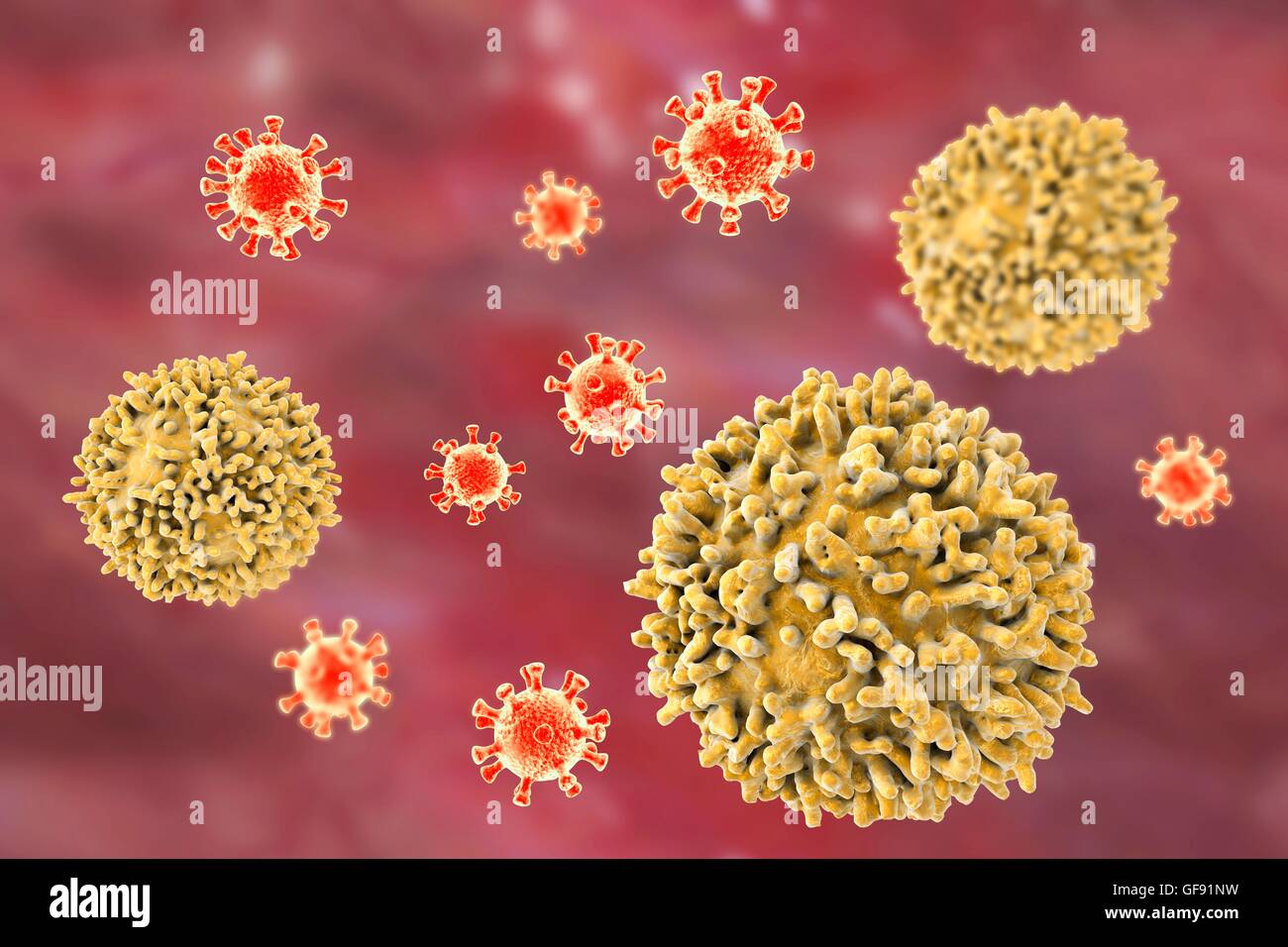 Lymphozyten, die angreifenden Viren, konzeptionelle Computer Illustration. T - und B-Lymphozyten sind Bestandteil des Immunsystems. B-Zellen Reifen im Knochenmark und sind verantwortlich für die humorale Immunität; Sie funktionieren durch die Anerkennung einer bestimmten Website (Antigen) auf der Vertikalfilter Stockfoto