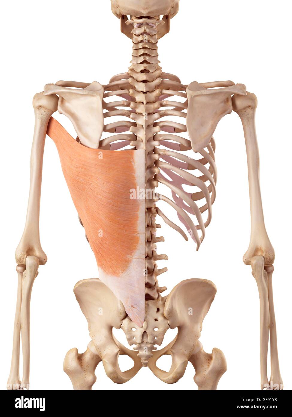 Menschliche Rückenmuskulatur, Abbildung Stockfotografie - Alamy
