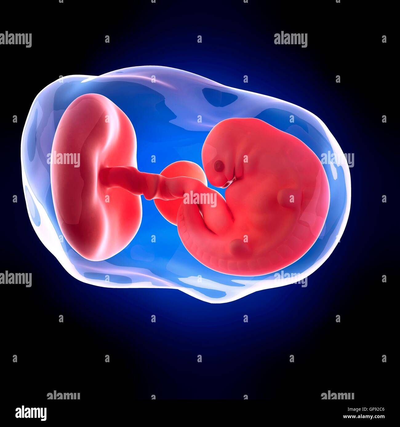 Menschlicher Embryo Alter 6 Wochen, Abbildung. Stockfoto