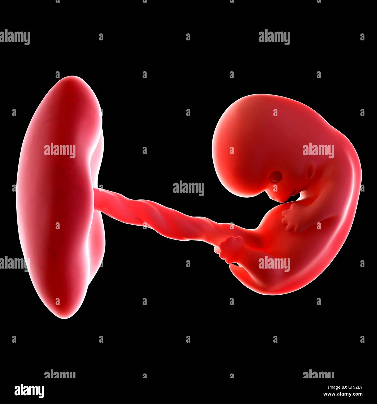 Baby 8 Wochen Schläft Viel 8 Woche Stockfotos und -bilder Kaufen - Alamy