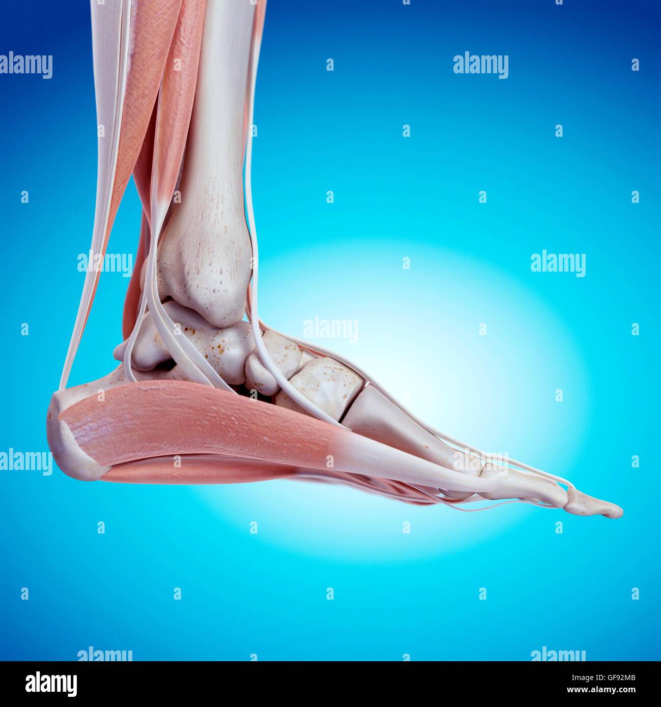 Anatomie des menschlichen Fußes, Abbildung Stockfotografie - Alamy