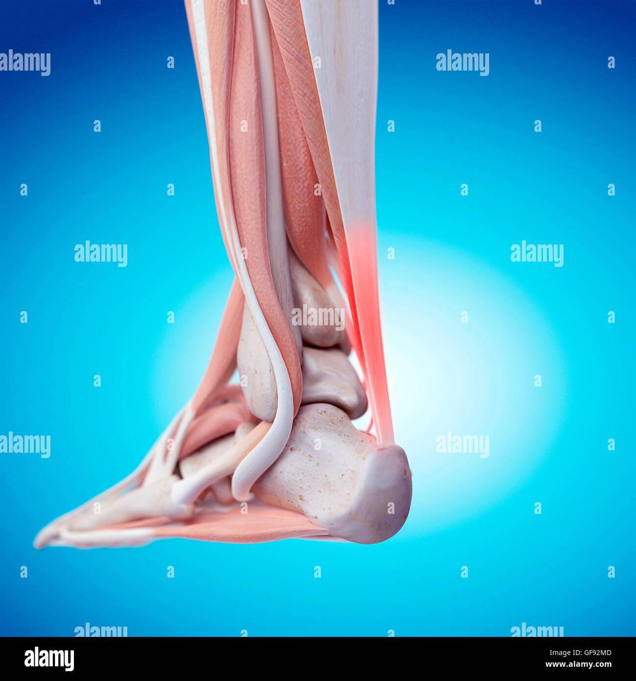 Anatomie des menschlichen Fußes, Abbildung Stockfotografie - Alamy
