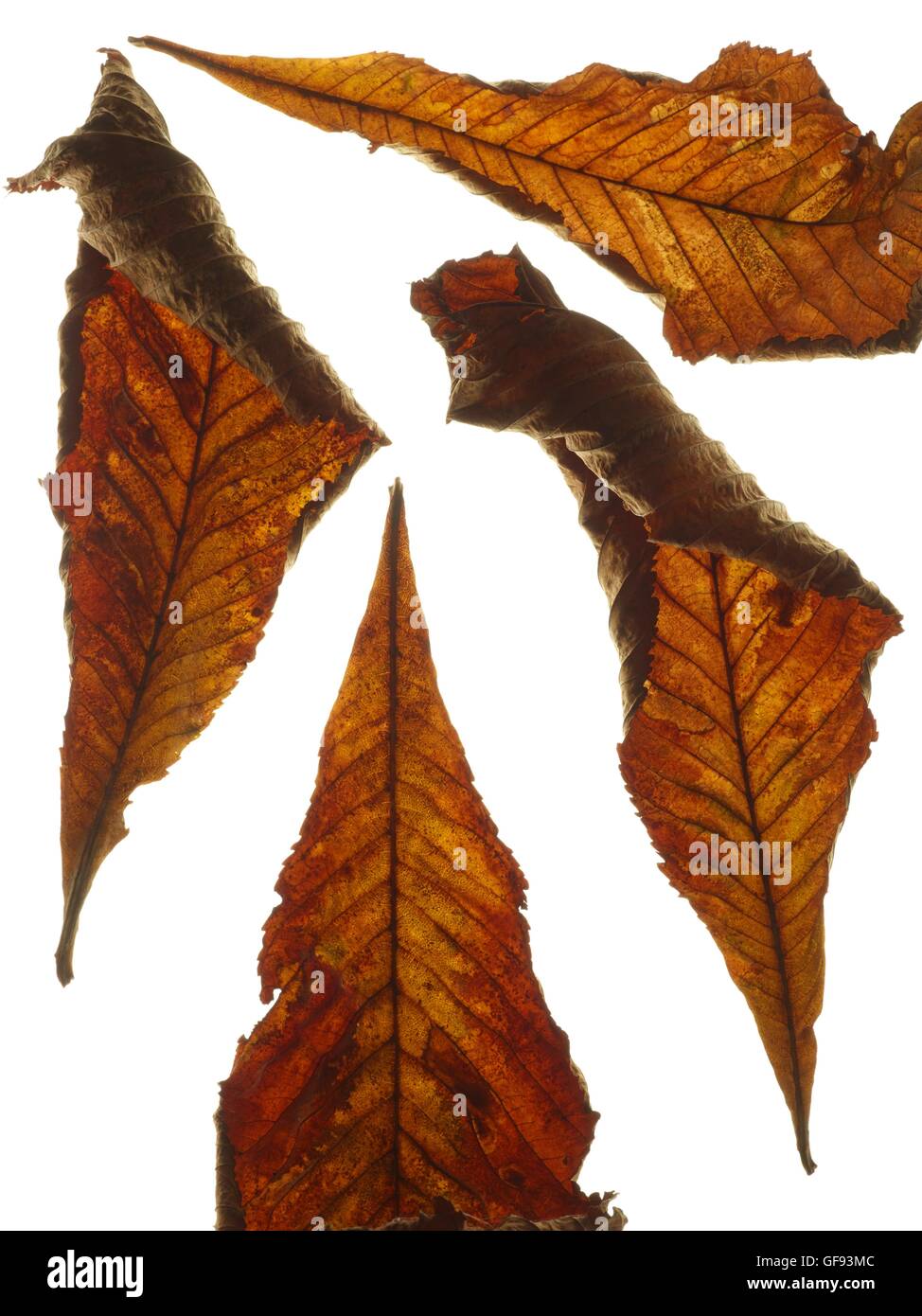 Rosskastanie (Aesculus Hippocastanum) Blätter, Studioaufnahme. Stockfoto