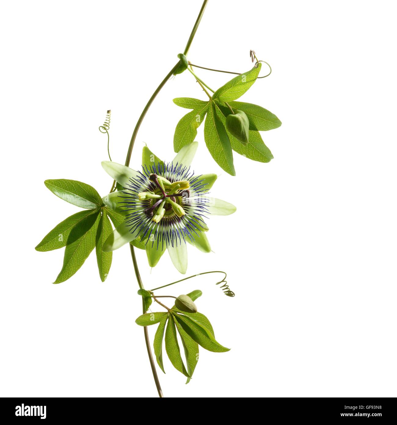 Passionsblume (Passifloraceae) Blätter und Blume, Studio gedreht. Stockfoto