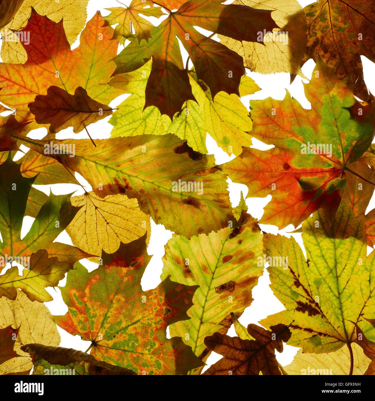 Herbstlaub, Studioaufnahme. Stockfoto