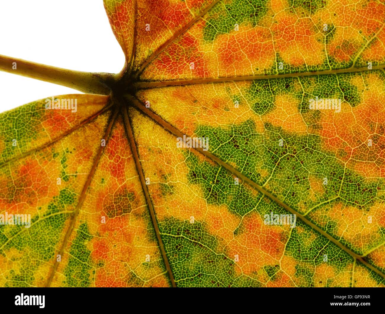 Herbst Blatt, Studio gedreht. Stockfoto