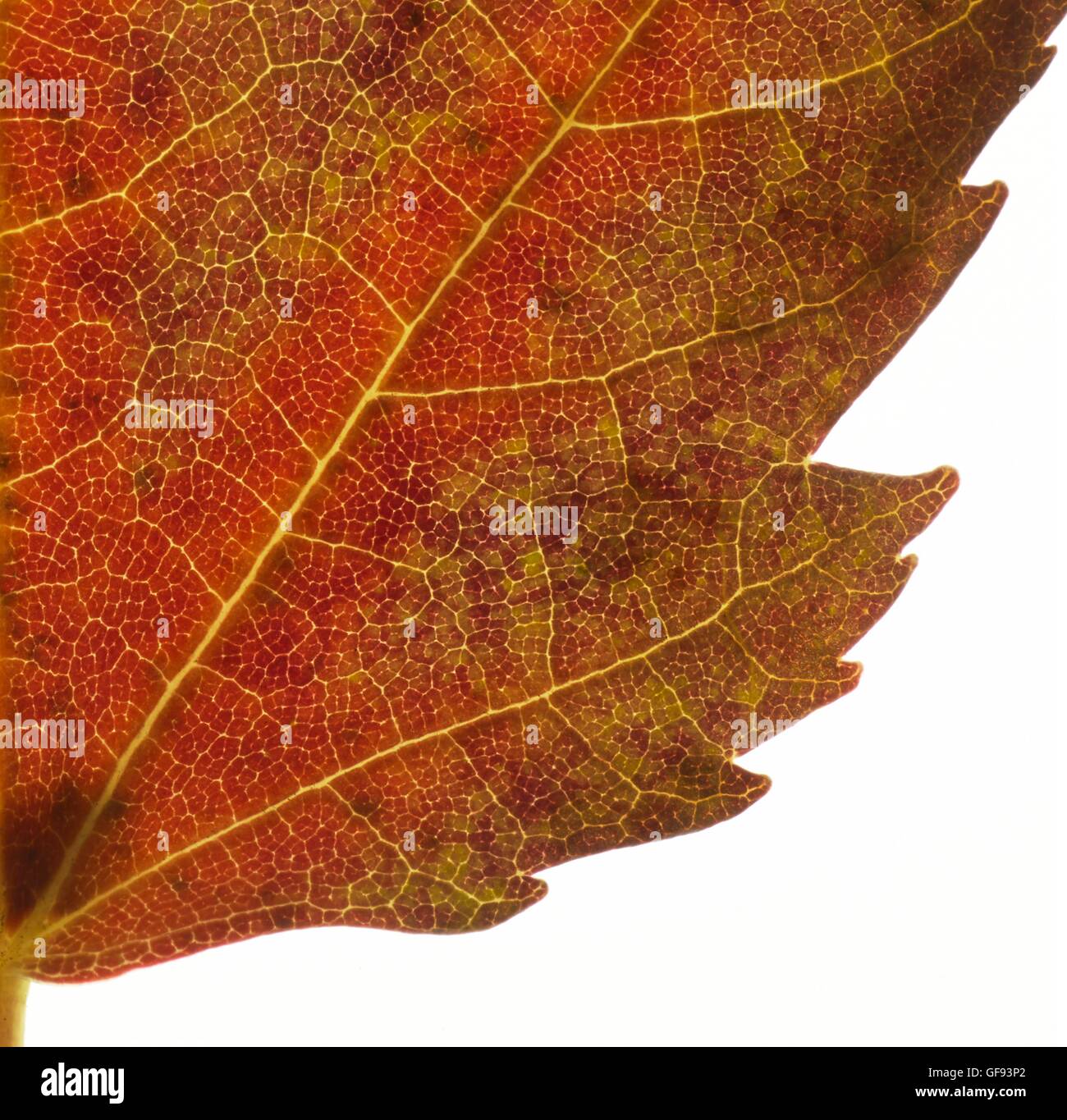 Herbst Blatt, Nahaufnahme. Stockfoto