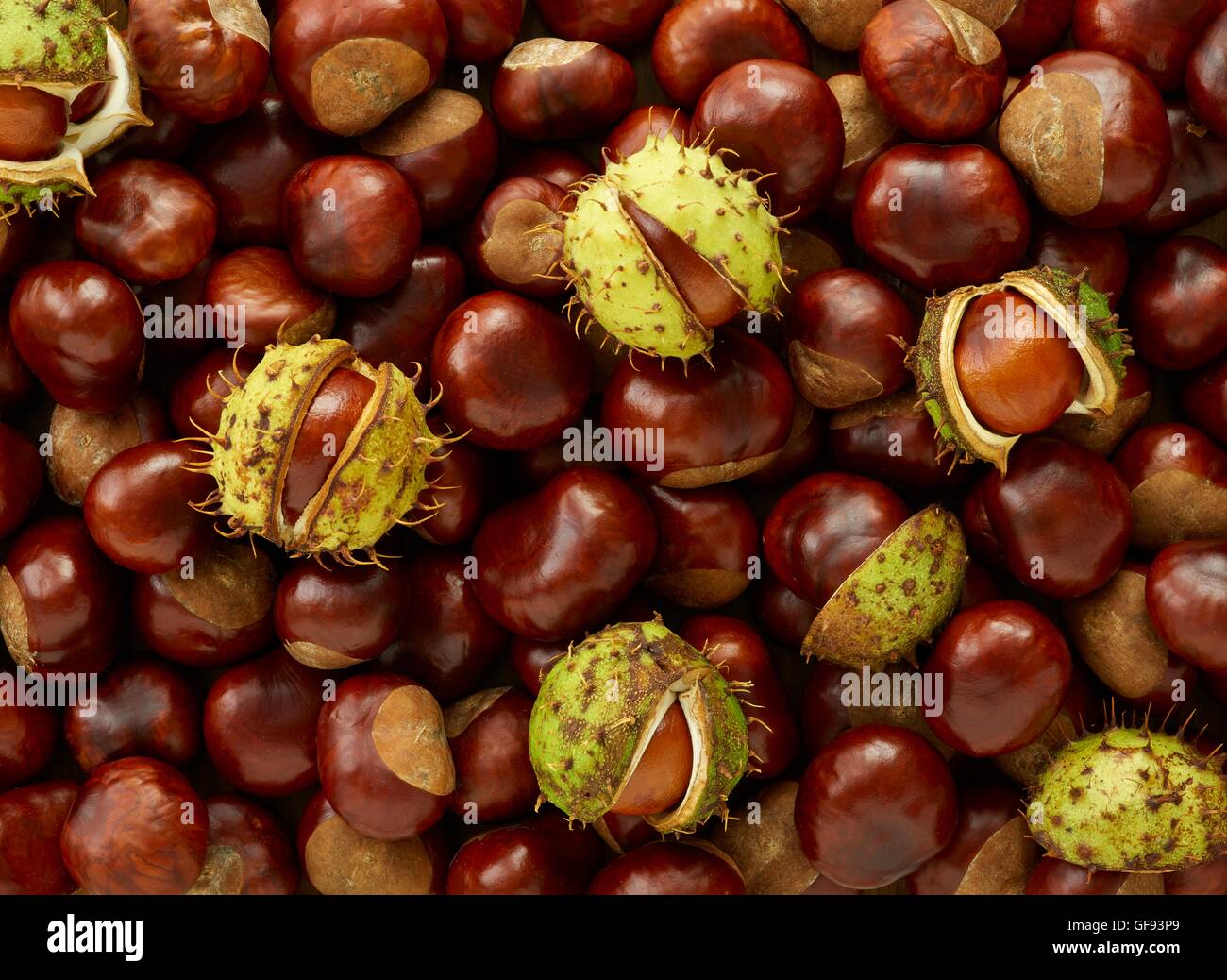 Conkers, full-Frame. Stockfoto