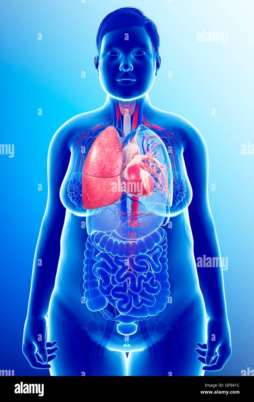 Darstellung der weiblichen Atmungs- und Herz-Kreislauf-Systems. Stockfoto