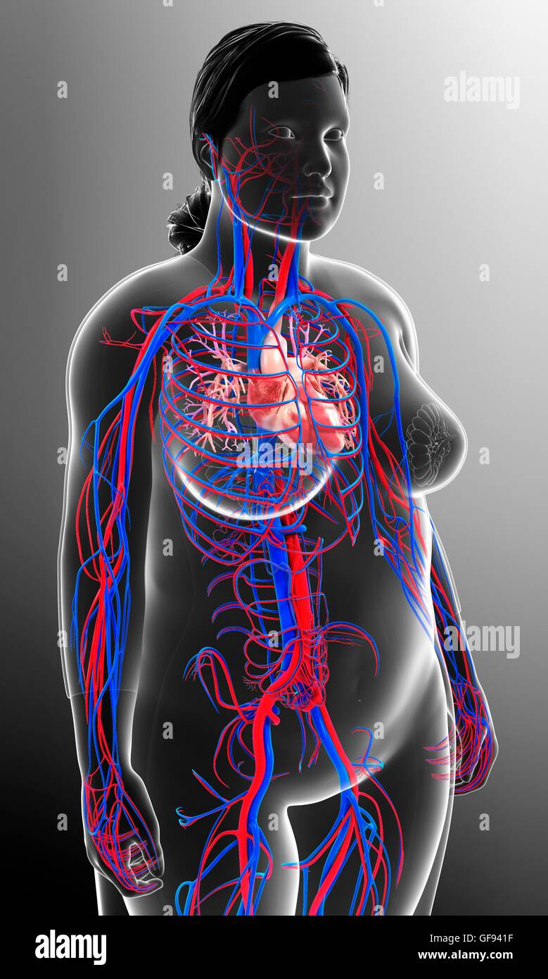 Darstellung der weiblichen Herz-Kreislauf- und Herz-Kreislauf-Systems. Stockfoto